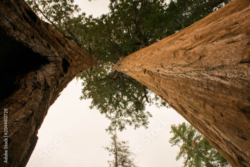 Foto Secuoyas gigantes en el parque nacional de las Secuoyas en Estados Unidos