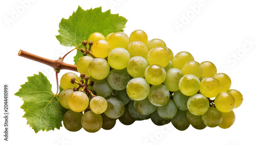 Fotografie Green grapes with leaves on stem