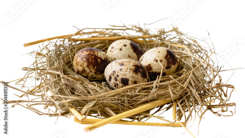 Four speckled quail eggs in a nest of straw