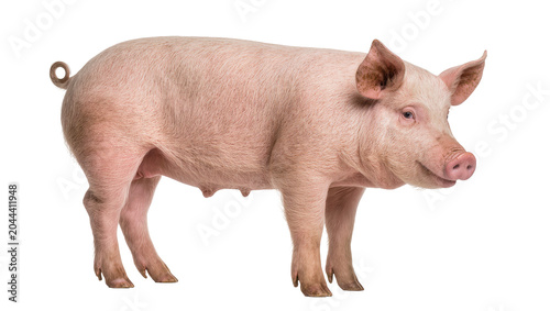 Bild auf Leinwand Pink pig standing side view full body, white