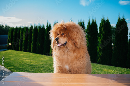 Fluffy Tibetan Mastiff dog sitting behind a wooden table outdoors