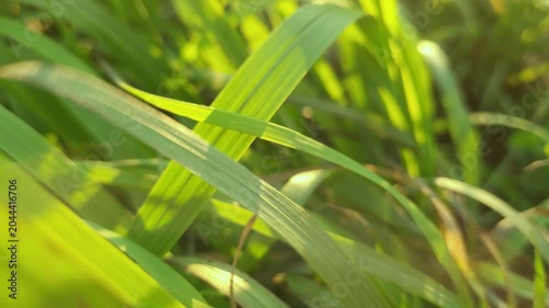 Sunlight illuminates lush green grass at sunset.
