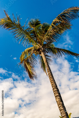 Cocos nucifera pertenece a la familia de Arecaceae.