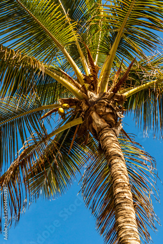 Cocos nucifera pertenece a la familia de Arecaceae.