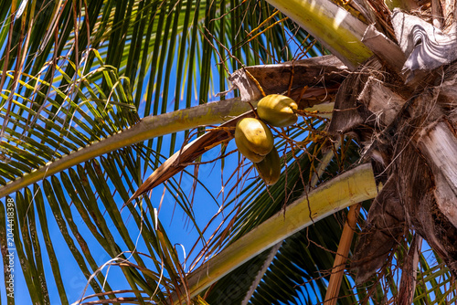 Cocos nucifera pertenece a la familia de Arecaceae.