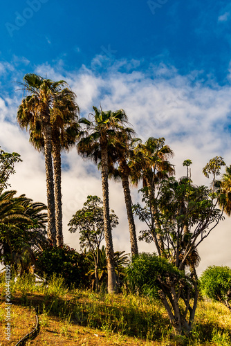 Paisaje en el municipio de Puerto de la Cruz, isla de Tenerife.