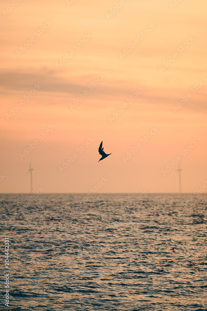 Fototapeta premium A lone seabird glides above a calm ocean horizon under a warm orange sunset sky, with distant wind turbines visible in the background and gentle ripples