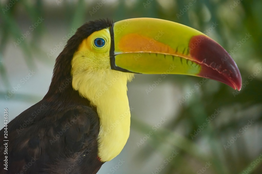 Fototapeta premium Chestnut-mandibled toucan showing its colorful beak and feathers