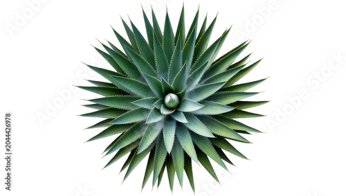 Foto Green agave plant with sharp pointed leaves in a rosette shape