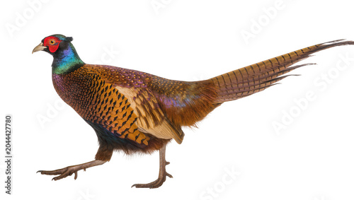 Obraz na plátně Ring-necked pheasant bird with colorful plumage and long tail feathers