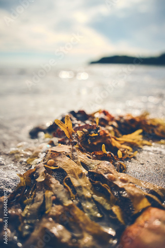 Obraz na płótnie Close view of seaweed resting on wet rocks at the shore, with soft ocean water,