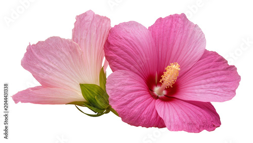 Two pink hibiscus flowers with green leaves