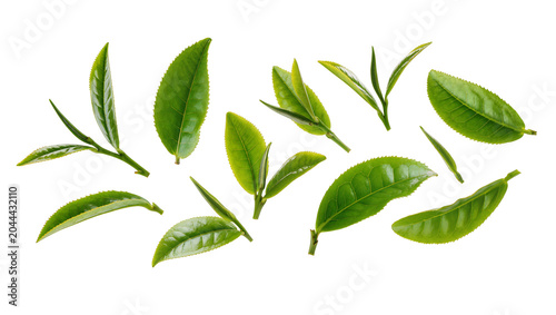 Valokuva Fresh green tea leaves and sprigs on white