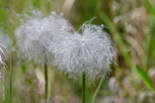 綿毛になった翁草