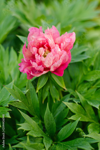 Fotografía Beautiful Itoh Peony Hillary with Pink and Cream Petals
