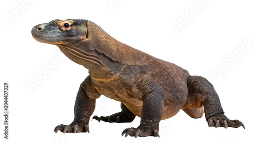 Komodo dragon reptile with scaly skin and powerful legs