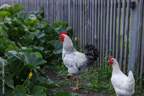 White rooster and hen walking beside squash plants