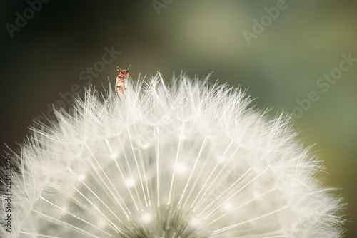 Kleiner Käfer auf einer Pusteblume im Nahbereich