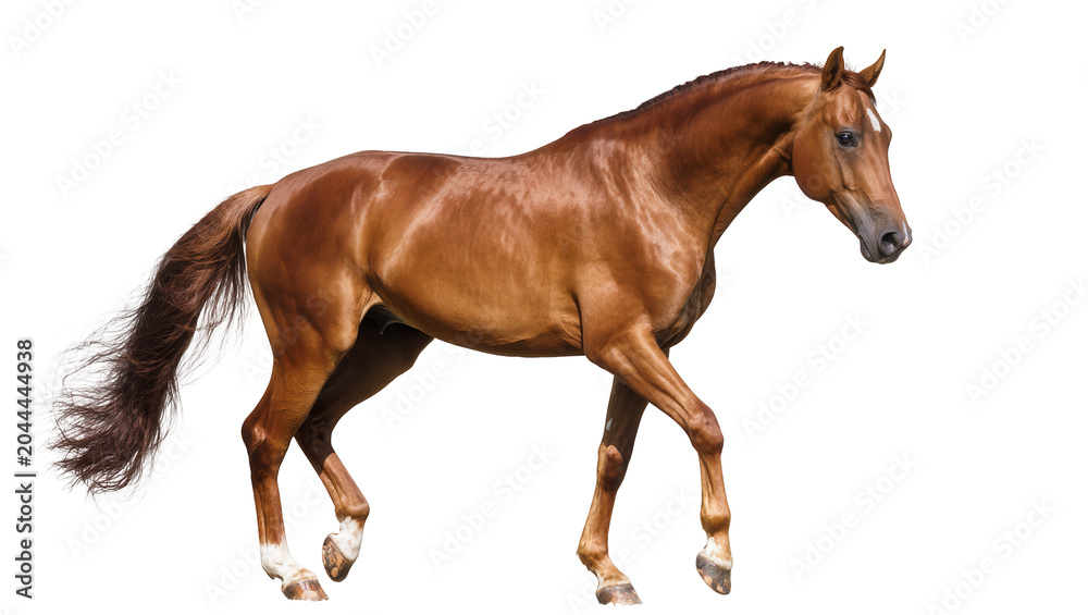 Fototapeta premium Chestnut horse with white markings walking gracefully