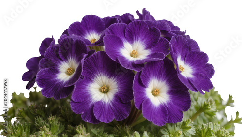 Purple and white primrose flowers with green foliage