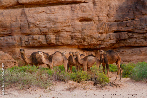 A herd of camels (Camelus dromedarius) in the Tadrart Rouge Mountains. Tassili N'Ajjer National Park, Algeria, Africa

