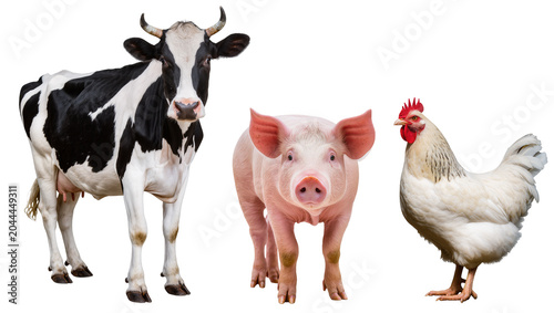 Cuadro en lienzo Cow pig and chicken farm animals standing together