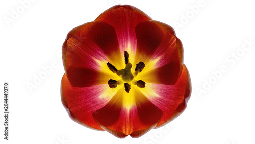 Foto Red and yellow tulip flower bloom top view