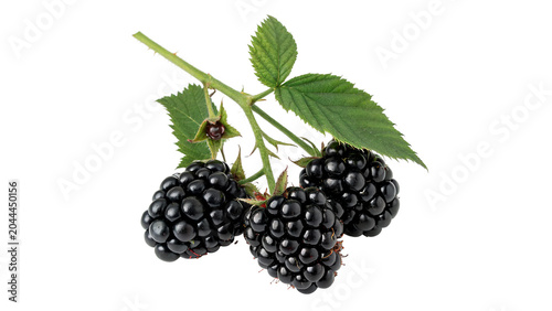 Fotografie Ripe and unripe blackberries growing on a prickly branch isolated on transparent