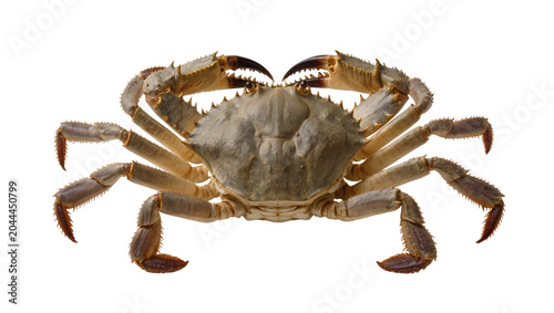 Foto Large crab with sharp claws and spiky legs
