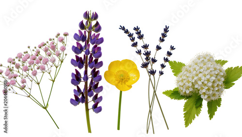 Tableau sur toile Purple lupine yellow buttercup lavender baby s breath, and white meadowsweet flo