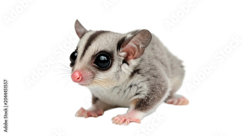Bild auf Leinwand Small exotic sugar glider marsupial animal sitting isolated on transparent backg