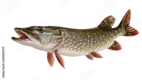 Foto Northern Pike fish with open mouth and sharp teeth