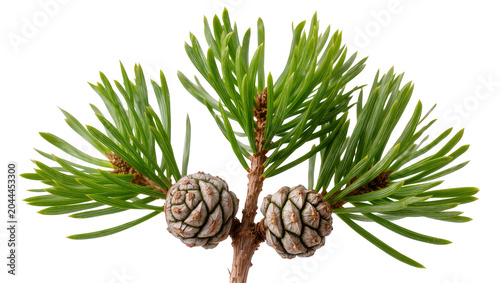 Pine branch with two cones and green needles