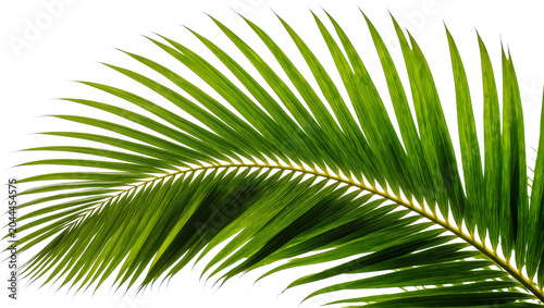 Photos Green palm frond with delicate leaves