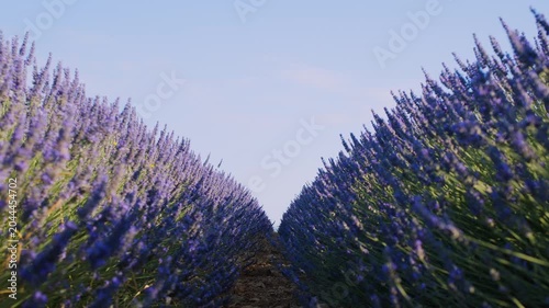 Blooming lavender fields with blue lavender flowers in summer France. Farm for the production of lavender oil.