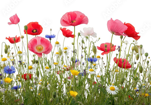 A vibrant meadow of pink and red poppies, white daisies, and blue cornflowers isolated against a solid black background