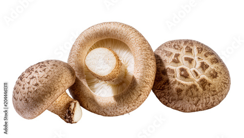 Konstfotografi Three shiitake mushrooms with textured caps and white gills