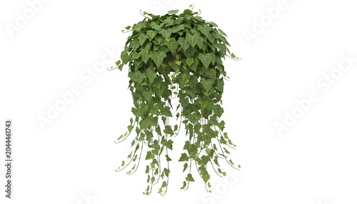 Lush hanging ivy plant isolated on transparent background. Ideal for botanical, decorative, and interior design concepts.