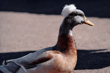 Crested domestic duck captured in sunlight, showcasing its plumage and distinctive crest. Focus on animal's unique features and natural habitat.