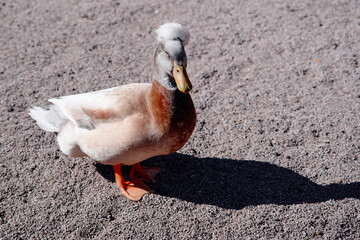 striking duck with beautiful crest on its head standing confidently on gravel under bright sunlight, casting shadow. image highlights the duck's vibrant feathers and serene pose in an outdoor setting.