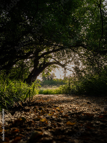 Принти на полотні Sunlit woodland path framed by natural tree arch like a doorway to somewhere bet