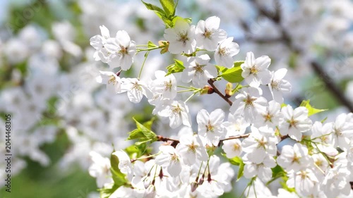 Korean April Spring Flowers