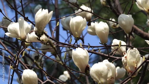 Korean April Spring Flowers