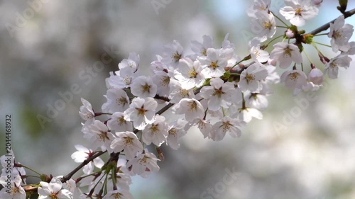Korean April Spring Flowers