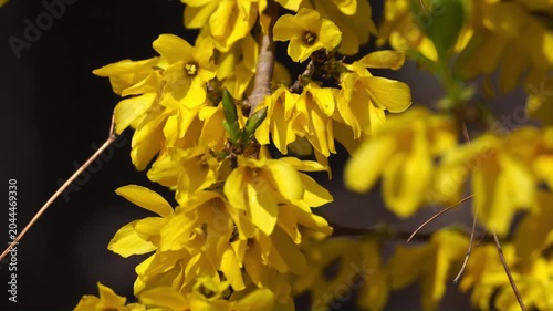 Korean April Spring Flowers