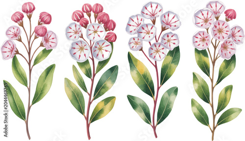 Foto watercolor A Mountain Laurel Stem vector illustration isolated on white backgrou