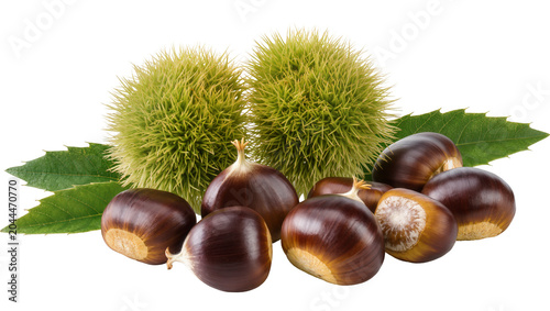 Schilderij op canvas Sweet Chestnuts with Spiky Husks and Green Leaves