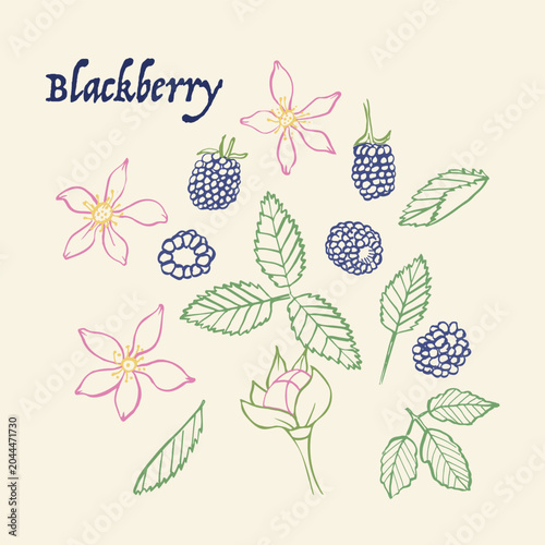 Blackberry line art hand drawn multicolor modern vector illustration. Colorful line art berry fruit design