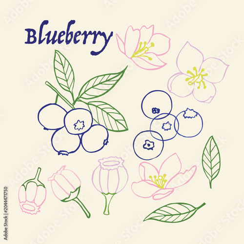 Blueberry line art hand drawn multicolor modern vector illustration. Colorful line art berry fruit design