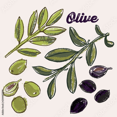 Olive line art and color hand drawn vector illustration. Rough crayon strokes doodle in an expressive loose coloring book style
